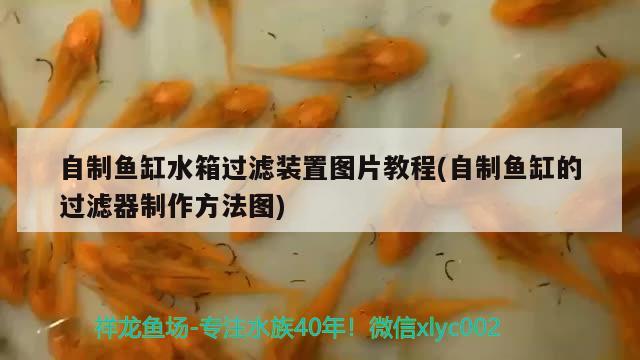 自制鱼缸水箱过滤装置图片教程(自制鱼缸的过滤器制作方法图)