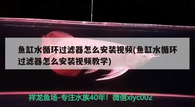 鱼缸水循环过滤器怎么安装视频(鱼缸水循环过滤器怎么安装视频教学)