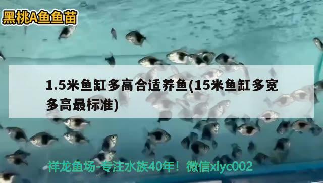 1.5米鱼缸多高合适养鱼(15米鱼缸多宽多高最标准) 胭脂孔雀龙鱼