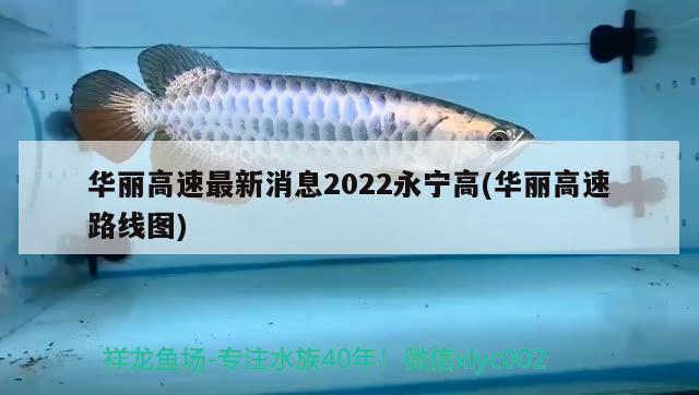 华丽高速最新消息2022永宁高(华丽高速路线图) 观赏鱼