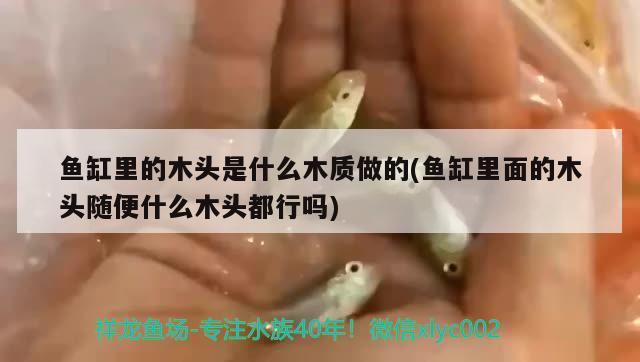 鱼缸里的木头是什么木质做的(鱼缸里面的木头随便什么木头都行吗) 白化火箭