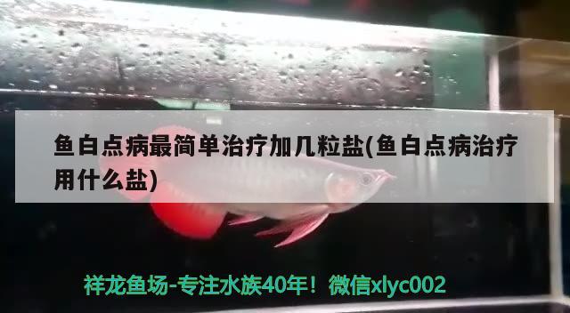 鱼白点病最简单治疗加几粒盐(鱼白点病治疗用什么盐) 观赏鱼