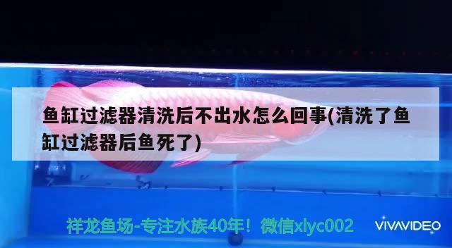 鱼缸过滤器清洗后不出水怎么回事(清洗了鱼缸过滤器后鱼死了)