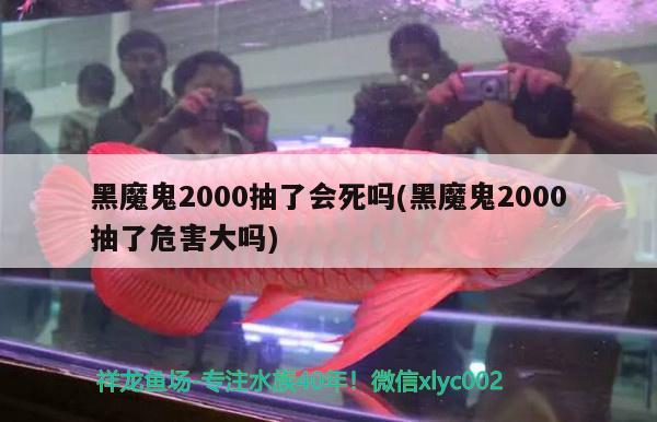 黑魔鬼2000抽了会死吗(黑魔鬼2000抽了危害大吗)