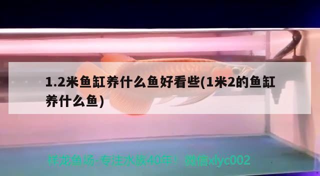 1.2米鱼缸养什么鱼好看些(1米2的鱼缸养什么鱼)