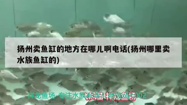 扬州卖鱼缸的地方在哪儿啊电话(扬州哪里卖水族鱼缸的) 金三间鱼
