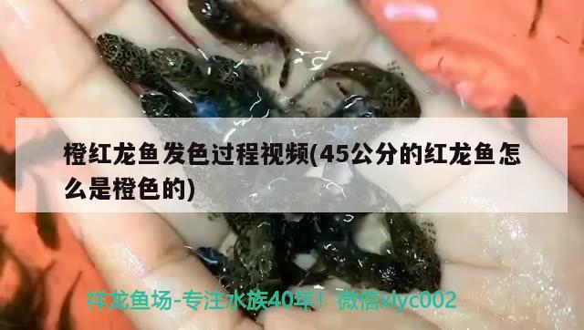 橙红龙鱼发色过程视频(45公分的红龙鱼怎么是橙色的) 观赏鱼