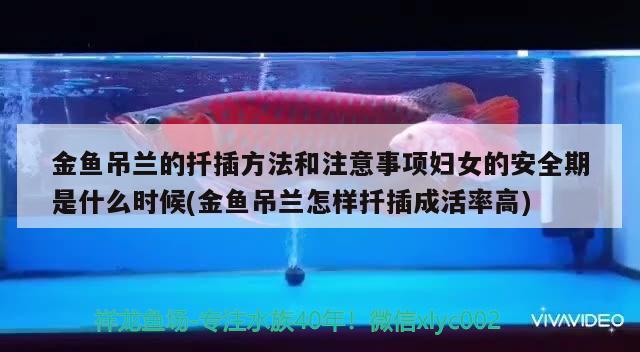 金鱼吊兰的扦插方法和注意事项妇女的安全期是什么时候(金鱼吊兰怎样扦插成活率高)