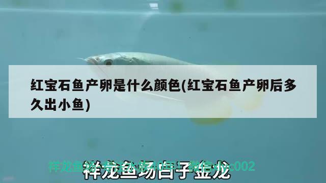 红宝石鱼产卵是什么颜色(红宝石鱼产卵后多久出小鱼) 观赏鱼