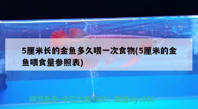 5厘米长的金鱼多久喂一次食物(5厘米的金鱼喂食量参照表) 观赏鱼