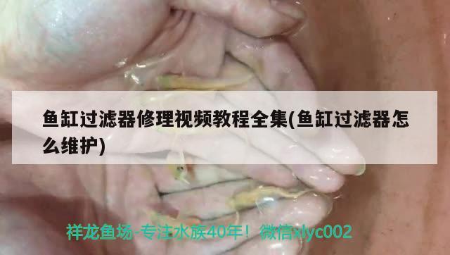 鱼缸过滤器修理视频教程全集(鱼缸过滤器怎么维护)