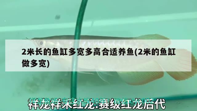 2米长的鱼缸多宽多高合适养鱼(2米的鱼缸做多宽)