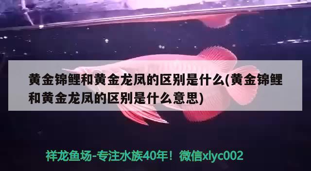 黄金锦鲤和黄金龙凤的区别是什么(黄金锦鲤和黄金龙凤的区别是什么意思)