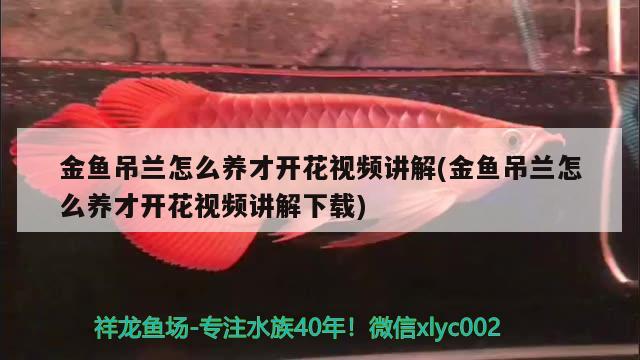 金鱼吊兰怎么养才开花视频讲解(金鱼吊兰怎么养才开花视频讲解下载)