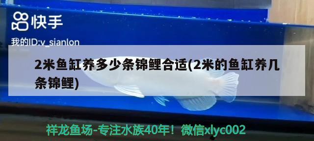 2米鱼缸养多少条锦鲤合适(2米的鱼缸养几条锦鲤) 鱼缸等水族设备