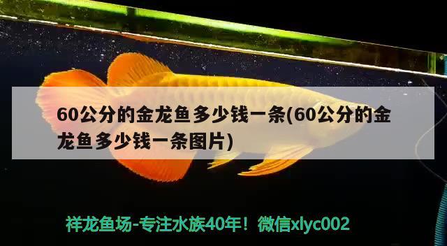 60公分的金龙鱼多少钱一条(60公分的金龙鱼多少钱一条图片)