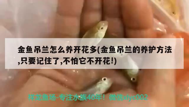 金鱼吊兰怎么养开花多(金鱼吊兰的养护方法,只要记住了,不怕它不开花!)