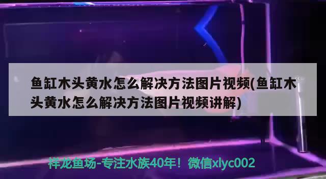 鱼缸木头黄水怎么解决方法图片视频(鱼缸木头黄水怎么解决方法图片视频讲解) 造景/装饰