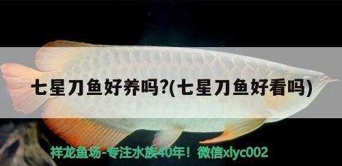 七星刀鱼好养吗?(七星刀鱼好看吗)