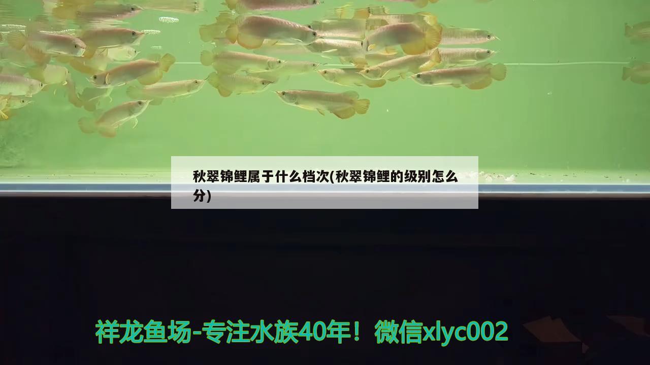 秋翠锦鲤属于什么档次(秋翠锦鲤的级别怎么分) 观赏鱼