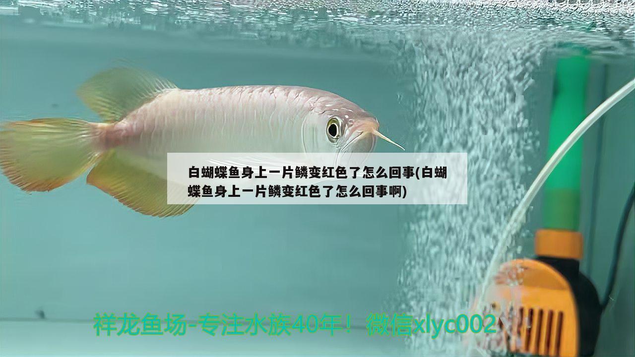 白蝴蝶鱼身上一片鳞变红色了怎么回事(白蝴蝶鱼身上一片鳞变红色了怎么回事啊)