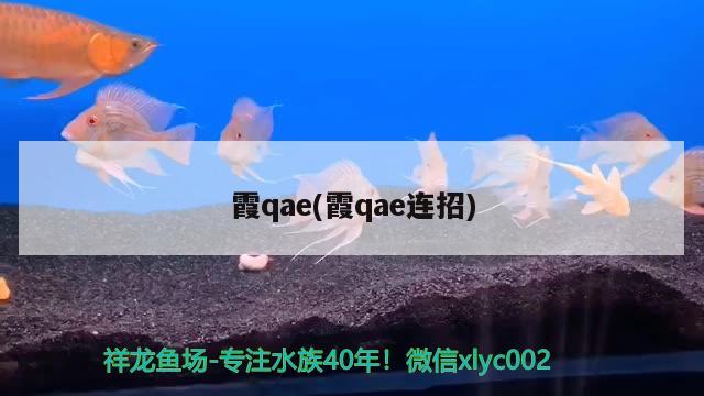 霞qae(霞qae连招) 观赏鱼