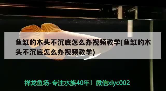 鱼缸的木头不沉底怎么办视频教学(鱼缸的木头不沉底怎么办视频教学) 广州祥龙国际水族贸易