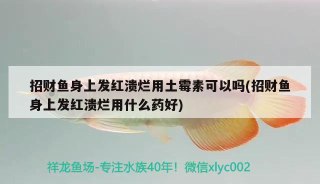 招财鱼身上发红溃烂用土霉素可以吗(招财鱼身上发红溃烂用什么药好) 观赏鱼