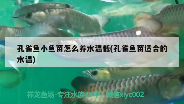 孔雀鱼小鱼苗怎么养水温低(孔雀鱼苗适合的水温) 观赏鱼