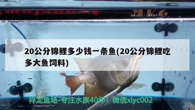 20公分锦鲤多少钱一条鱼(20公分锦鲤吃多大鱼饲料)