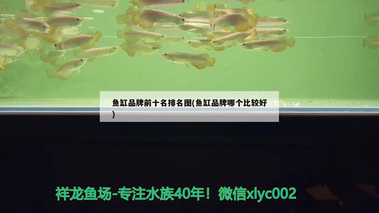 鱼缸品牌前十名排名图(鱼缸品牌哪个比较好)