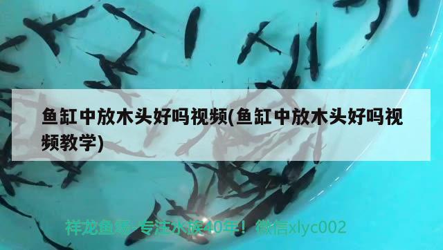 鱼缸中放木头好吗视频(鱼缸中放木头好吗视频教学) iwish爱唯希品牌鱼缸