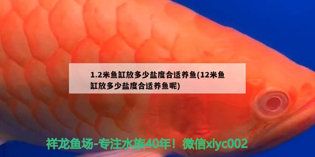 1.2米鱼缸放多少盐度合适养鱼(12米鱼缸放多少盐度合适养鱼呢) 巴西亚鱼