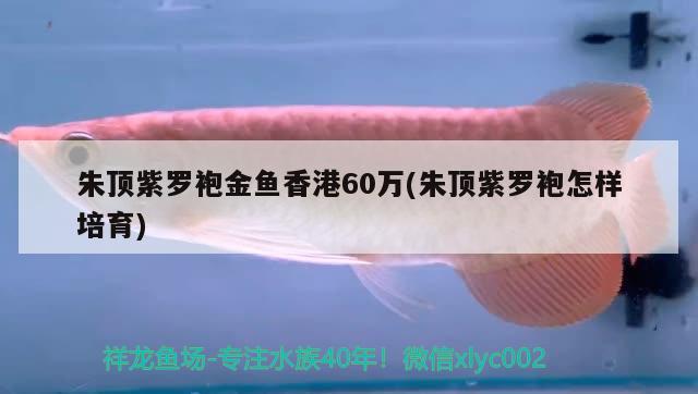 朱顶紫罗袍金鱼香港60万(朱顶紫罗袍怎样培育)