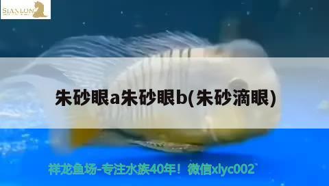 朱砂眼a朱砂眼b(朱砂滴眼) 观赏鱼