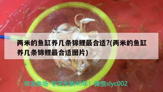 两米的鱼缸养几条锦鲤最合适?(两米的鱼缸养几条锦鲤最合适图片)