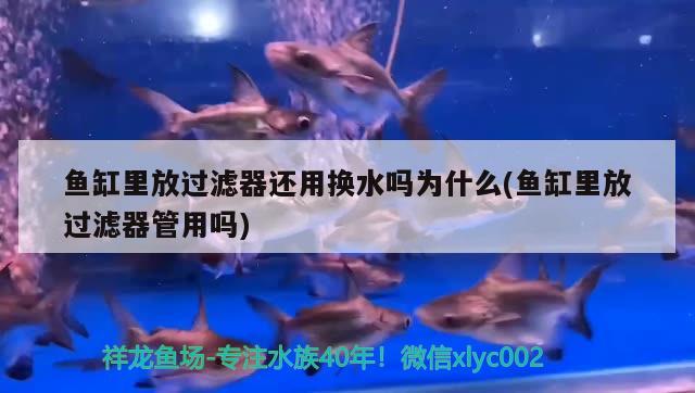 鱼缸里放过滤器还用换水吗为什么(鱼缸里放过滤器管用吗)