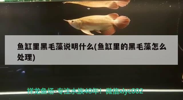 鱼缸里黑毛藻说明什么(鱼缸里的黑毛藻怎么处理) 祥禾Super Red红龙鱼