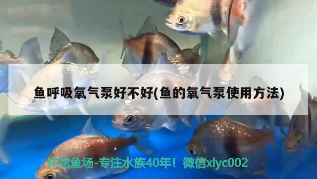 鱼呼吸氧气泵好不好(鱼的氧气泵使用方法) 2024第28届中国国际宠物水族展览会CIPS（长城宠物展2024 CIPS）