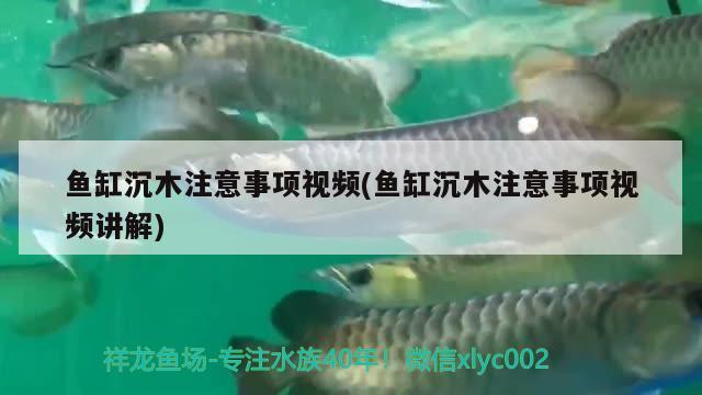 鱼缸沉木注意事项视频(鱼缸沉木注意事项视频讲解)