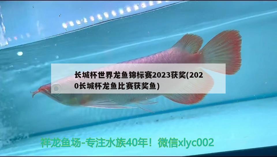 长城杯世界龙鱼锦标赛2023获奖(2020长城杯龙鱼比赛获奖鱼)