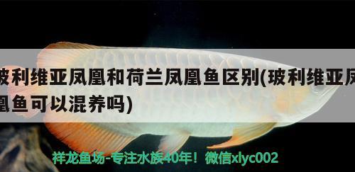 玻利维亚凤凰和荷兰凤凰鱼区别(玻利维亚凤凰鱼可以混养吗)