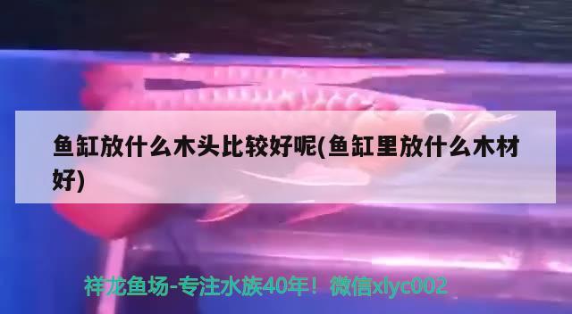 鱼缸放什么木头比较好呢(鱼缸里放什么木材好)