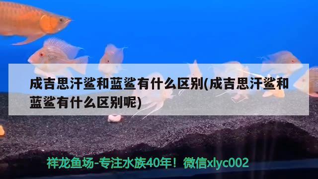 成吉思汗鲨和蓝鲨有什么区别(成吉思汗鲨和蓝鲨有什么区别呢)