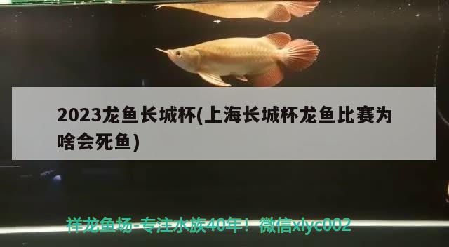 2023龙鱼长城杯(上海长城杯龙鱼比赛为啥会死鱼) 2024第28届中国国际宠物水族展览会CIPS（长城宠物展2024 CIPS）