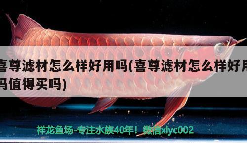 喜尊滤材怎么样好用吗(喜尊滤材怎么样好用吗值得买吗) 2024第28届中国国际宠物水族展览会CIPS（长城宠物展2024 CIPS）