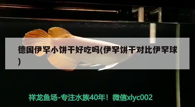 德国伊罕小饼干好吃吗(伊罕饼干对比伊罕球) 伊罕水族