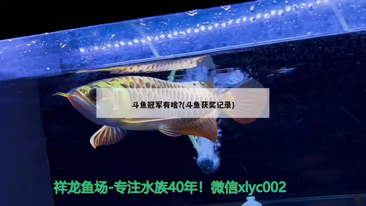 斗鱼冠军有啥?(斗鱼获奖记录) 2024第28届中国国际宠物水族展览会CIPS（长城宠物展2024 CIPS）