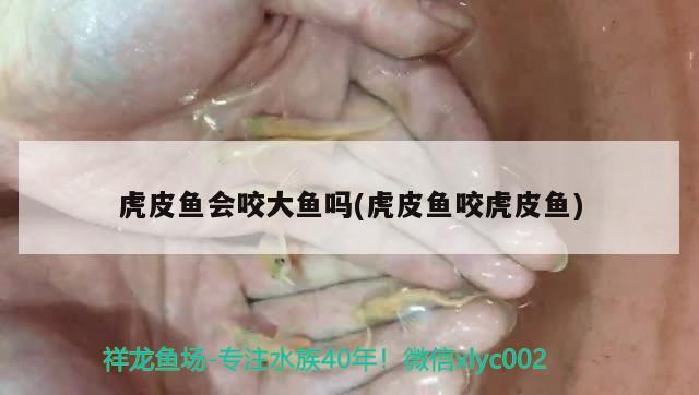 虎皮鱼会咬大鱼吗(虎皮鱼咬虎皮鱼)