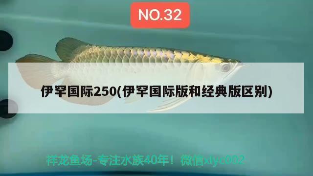 伊罕国际250(伊罕国际版和经典版区别) 伊罕水族